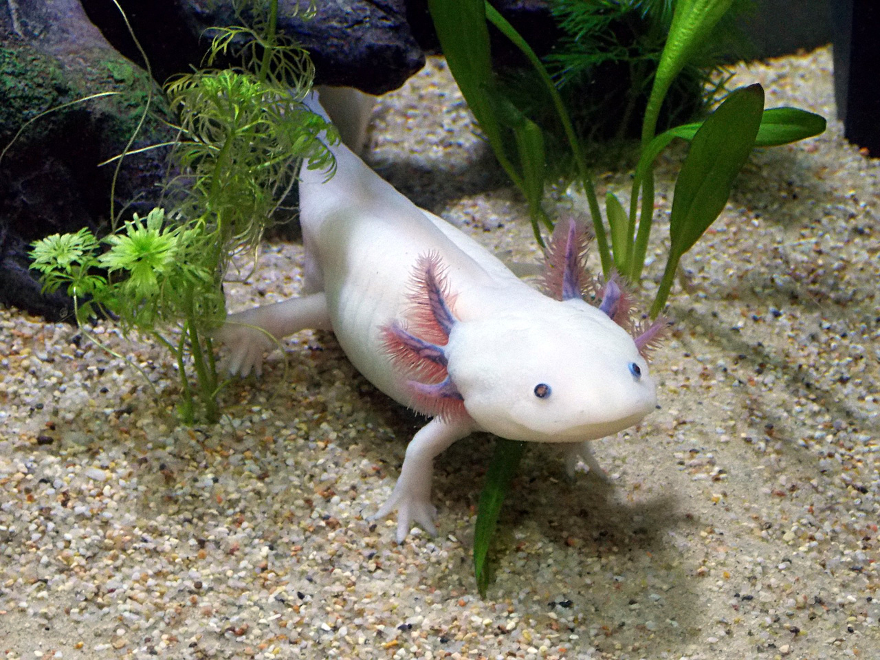 Axolotl Mexico