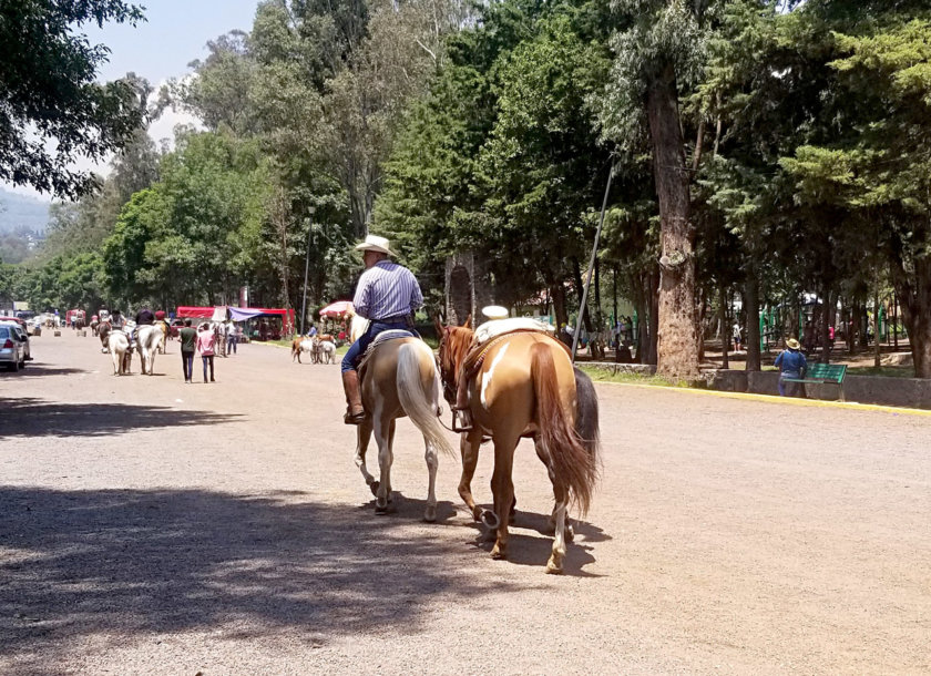 caballo-xochimilco
