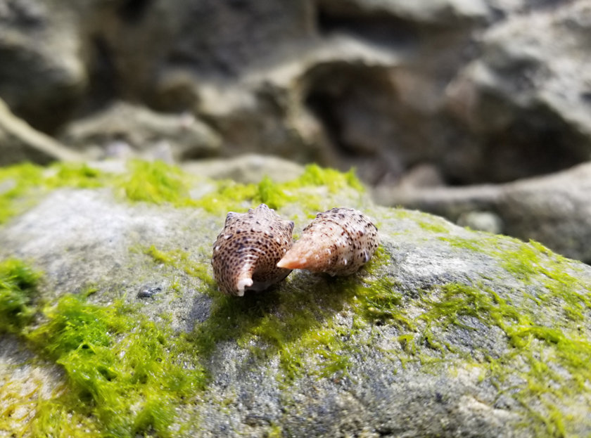 coquillages plage mexique