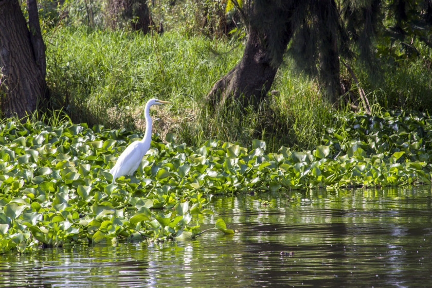 ecoturismo-xochimilco