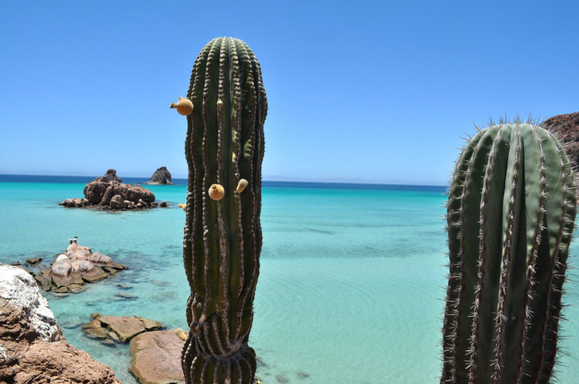 Isla Espíritu Santo La Paz