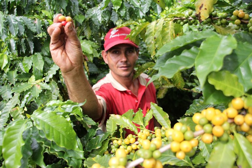 hacienda cafe chiapas