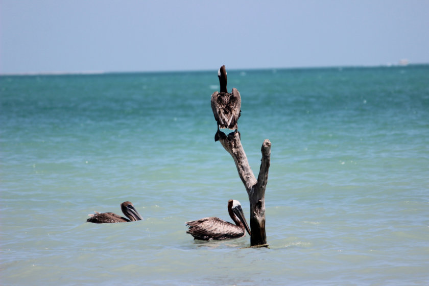 isla-aguada-campeche