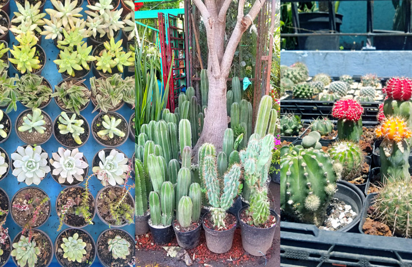 Mercado Madreselva Xochimilco