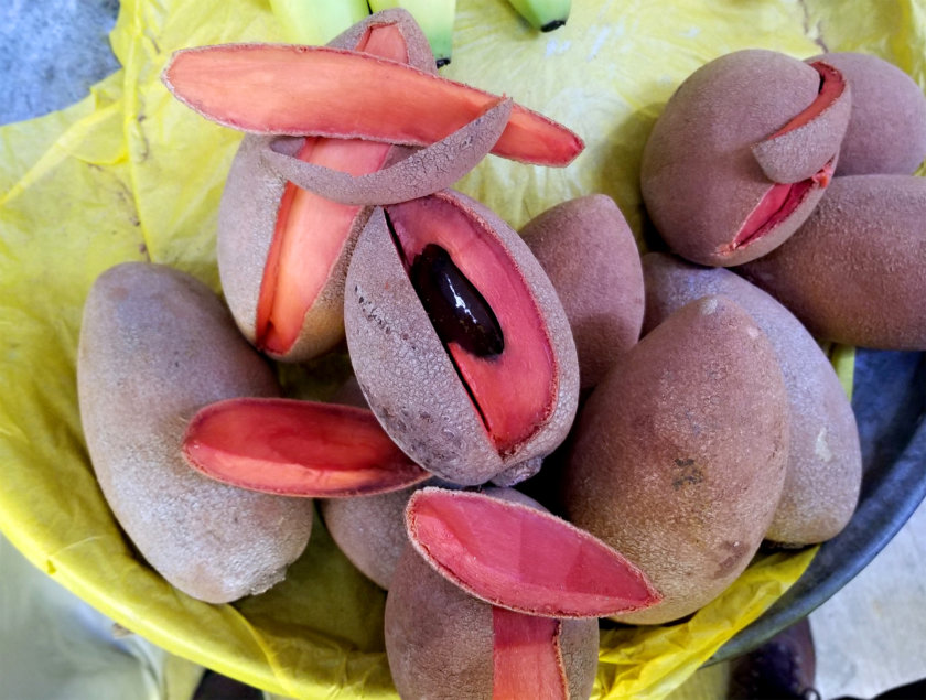 mamey mexique