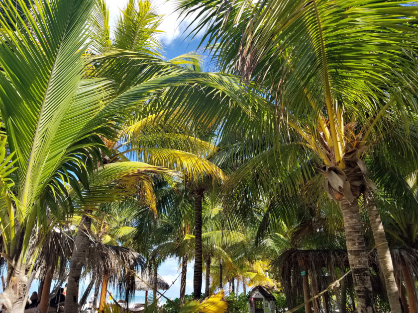 restaurante-mandarina-holbox
