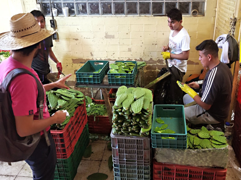 mexique nopal