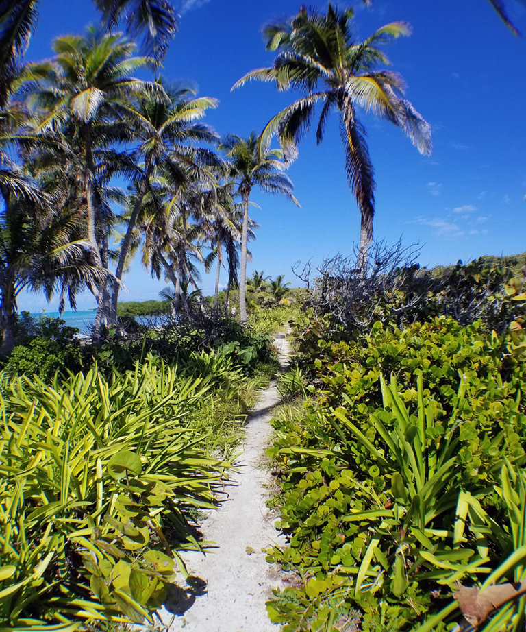 palmeras-contoy-méxico