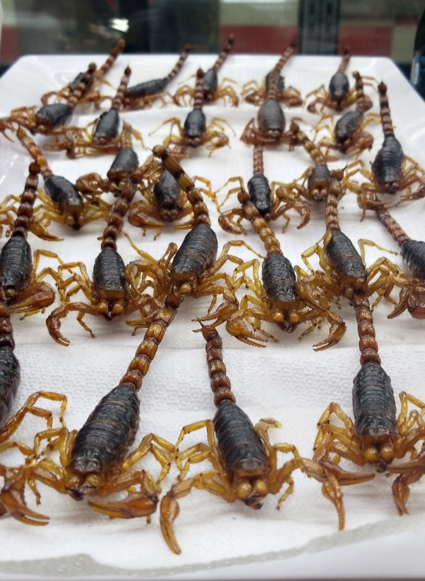 scorpion-mexique
