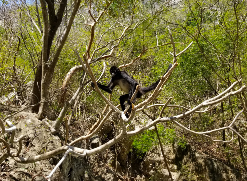 singe canyon sumidero