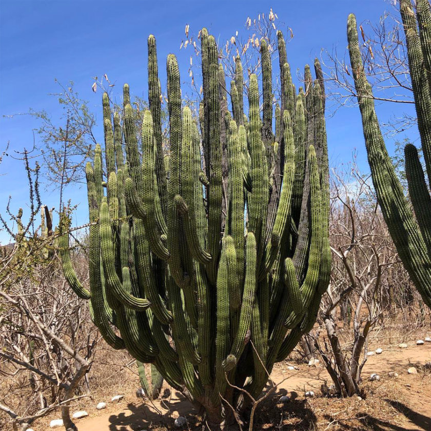 santuario cactus el triunfo