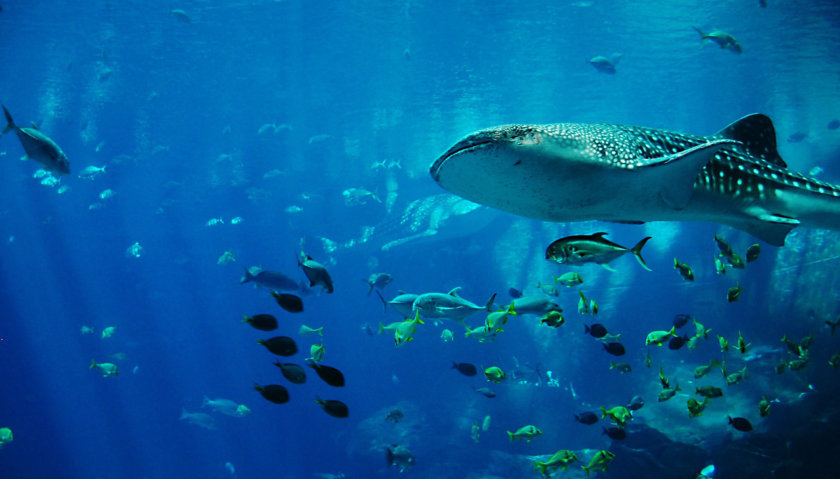 whale-shark-diving