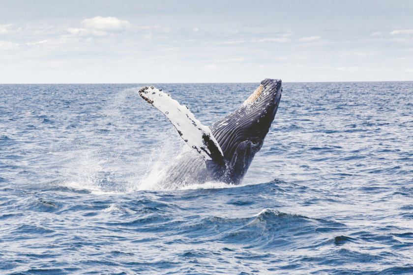 humpback-whale-mexico
