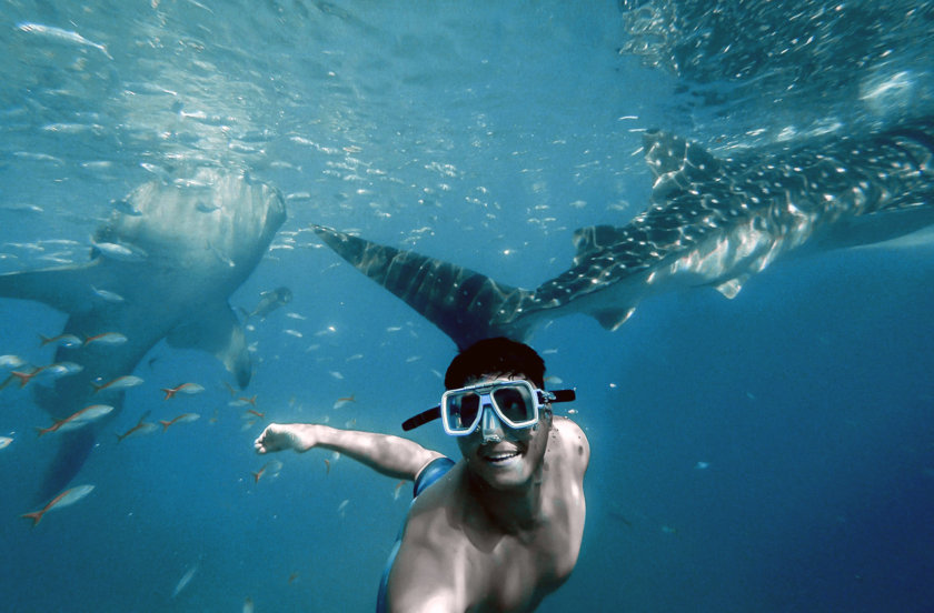 whale shark holbox