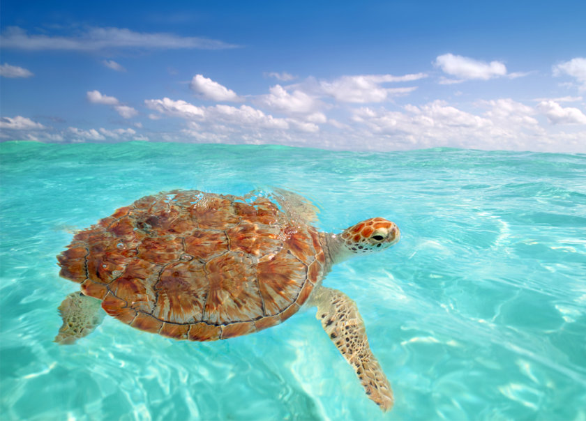 akumal tortue