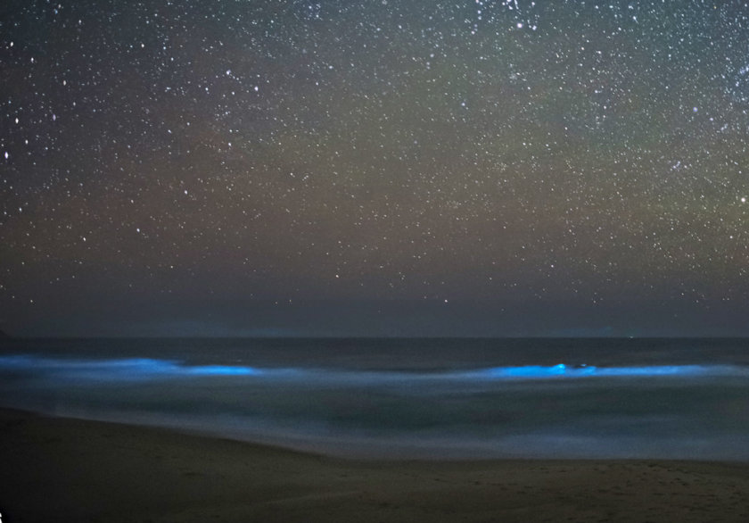 bioluminescence holbox