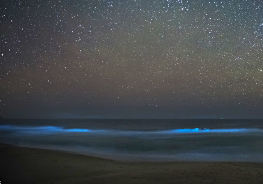 bioluminiscencia holbox