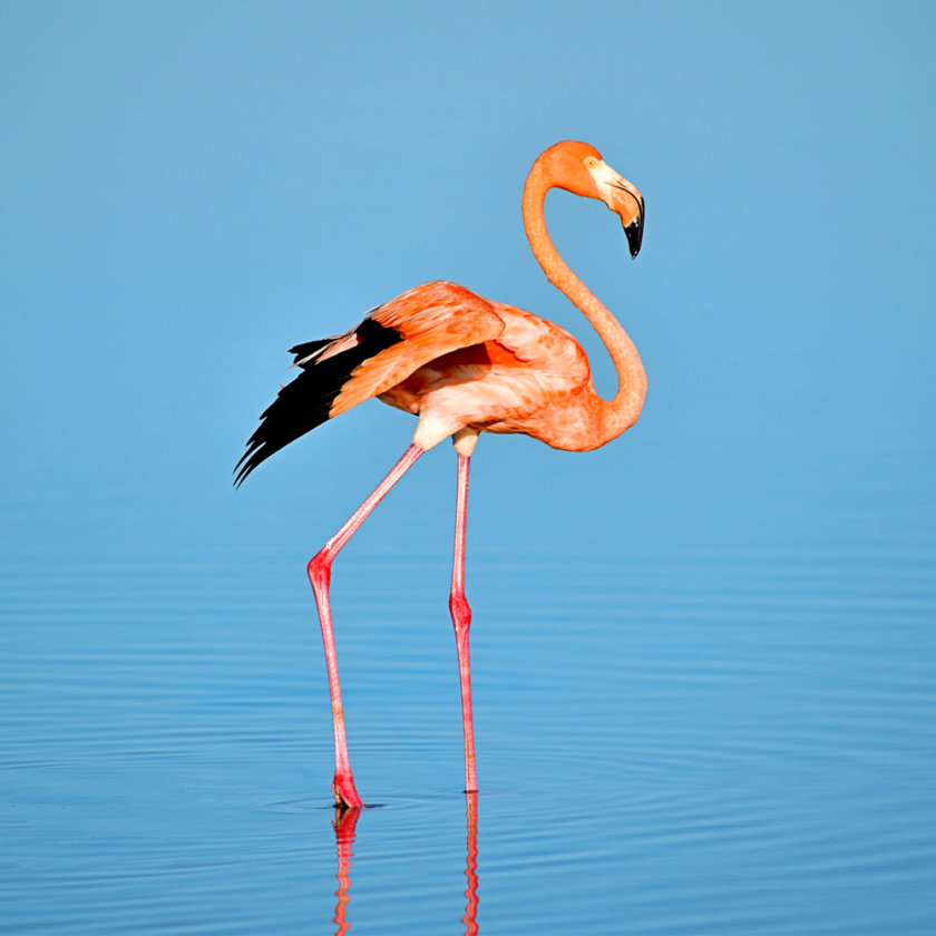 celestun-flamant-rose