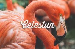 celestun