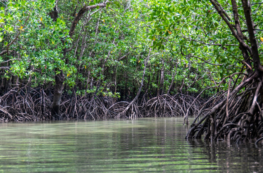 celestun-mangroves