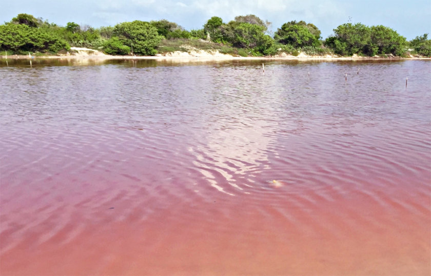 salinas de Celestún