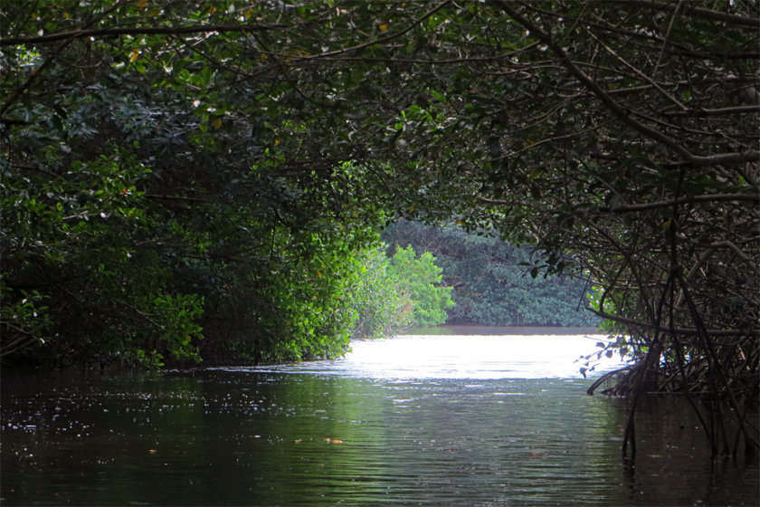 celestún-túnel-de-manglares