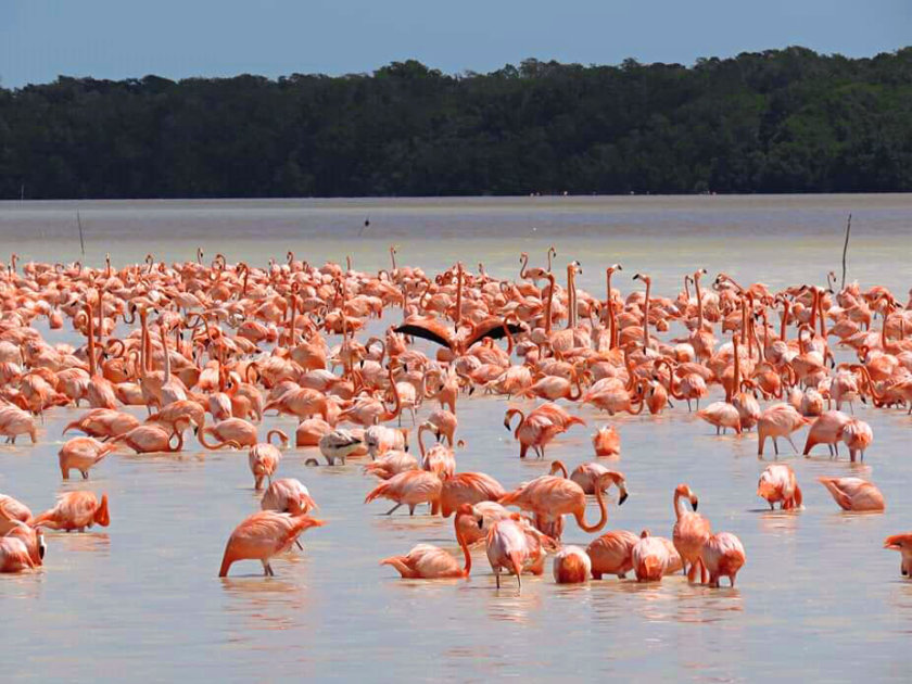 flamencos-celestún