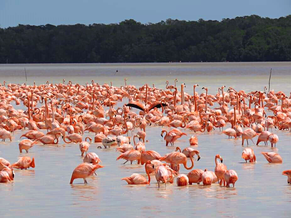 flamencos-celestún