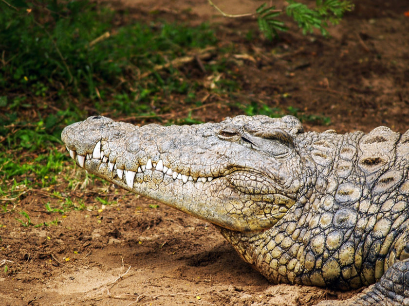 croco cun zoo puerto morelos