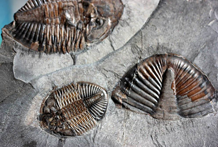 museo trilobites