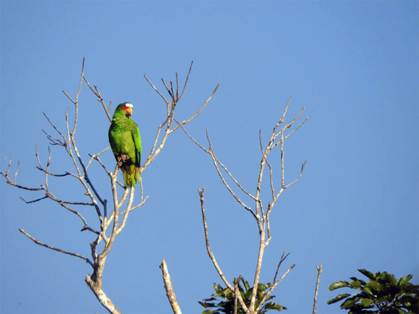 reserva-toh-puerto-morelos