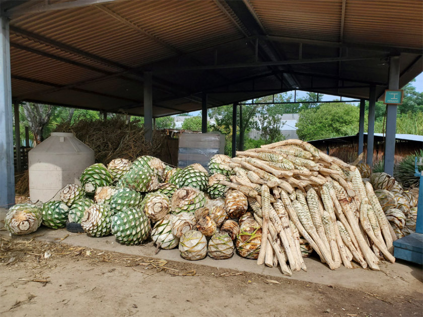 corazon agave piña