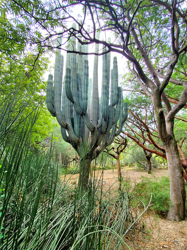 jardín etnobotánico oaxaca