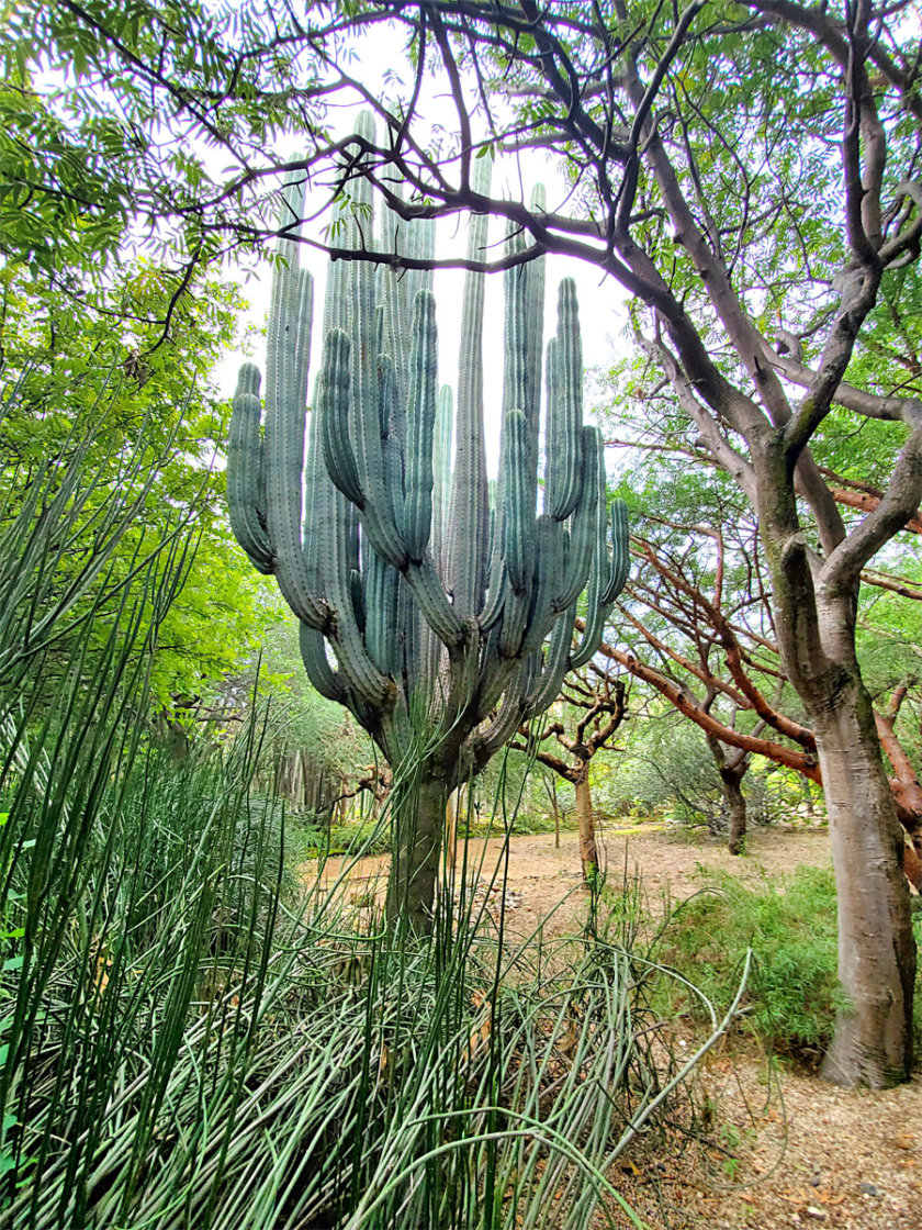 jardin-ethnobotanique-oaxaca