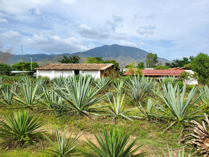 mezcal-lalocura-oaxaca