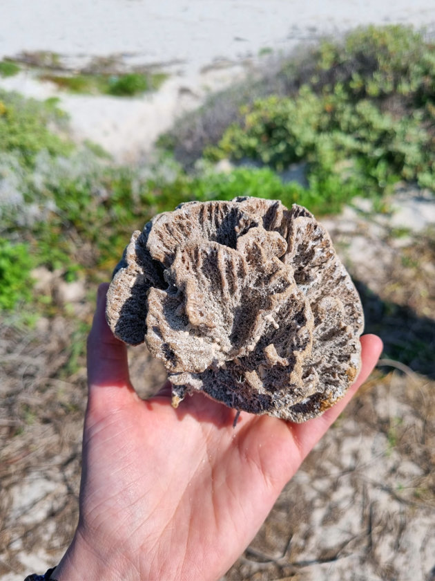 coral el cuyo yucatan