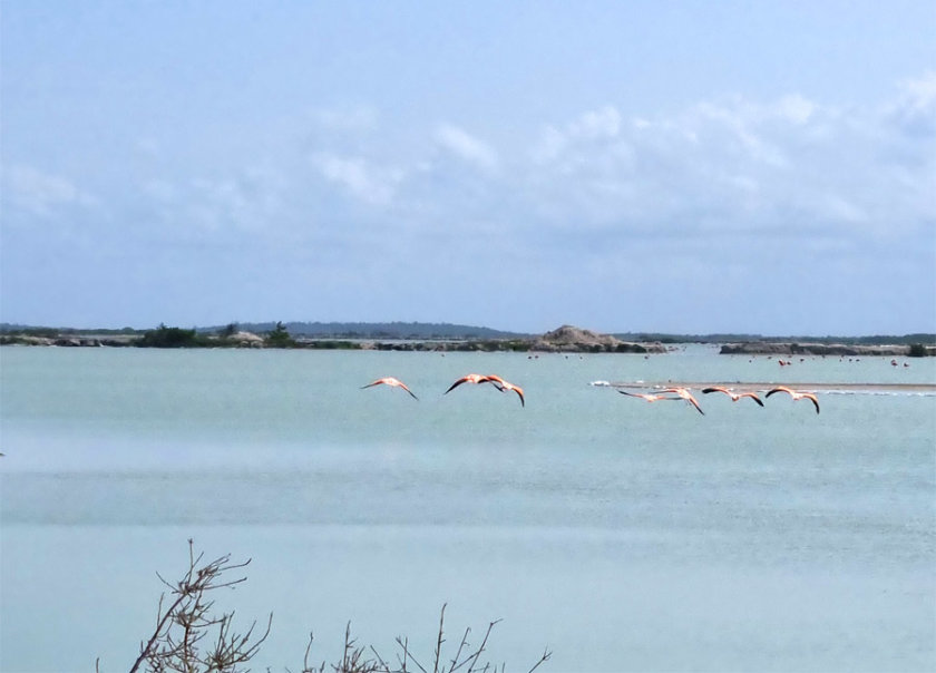 flamencos rosados el cuyo