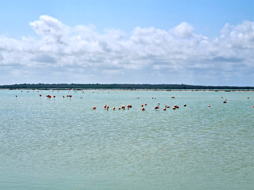 flamants-roses-ria-lagartos-el-cuyo