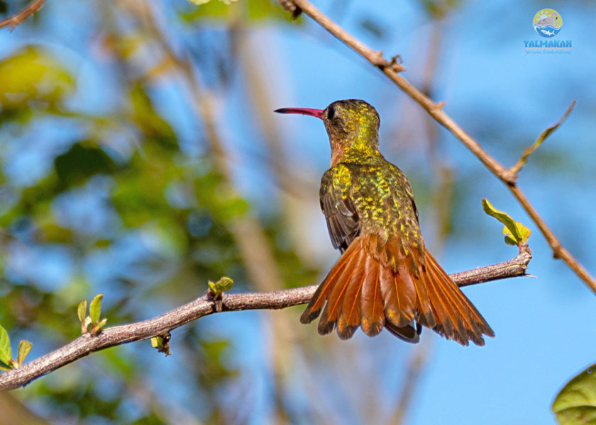 observación-de-aves-ria-lagartos-el-cuyo