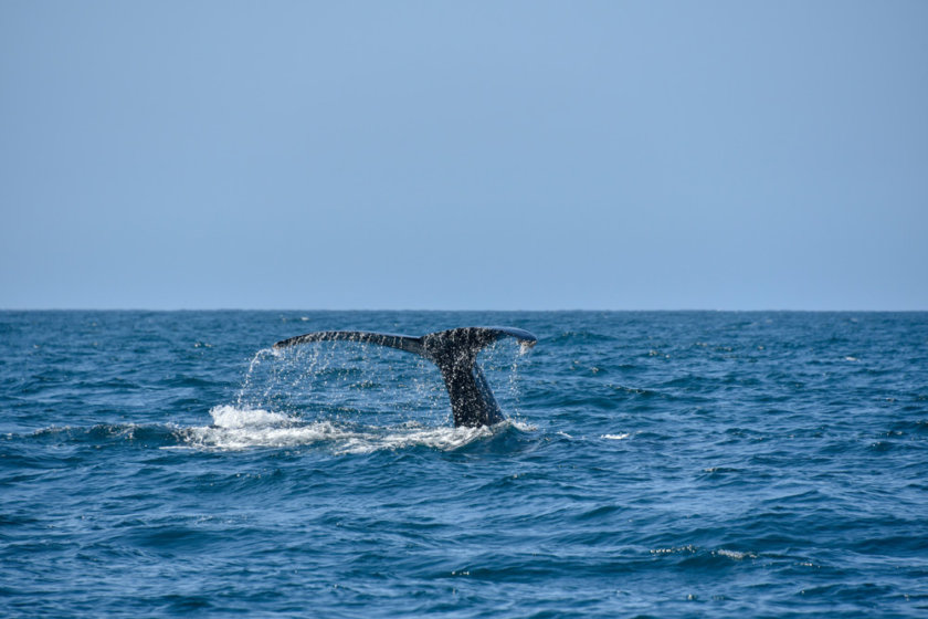 ballena mexico