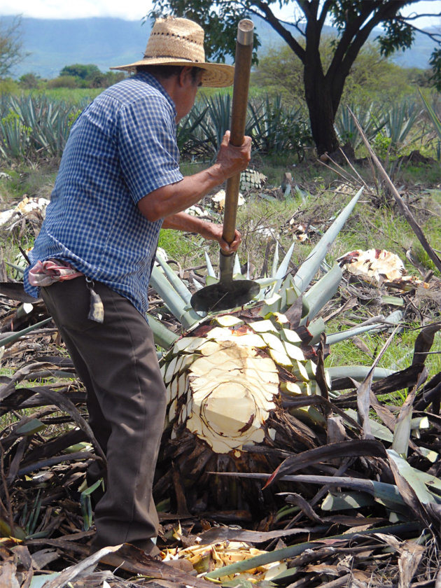 agave mexico