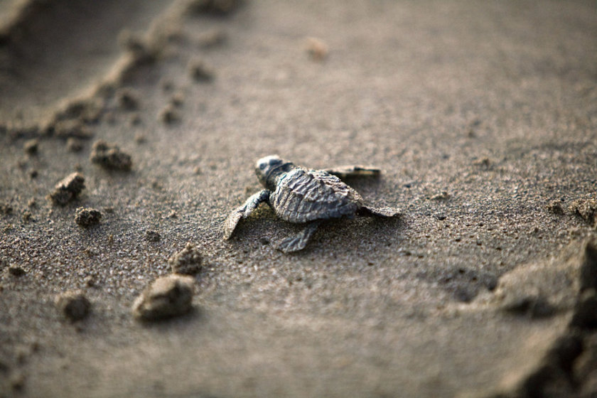 liberacion tortuga puerto vallarta