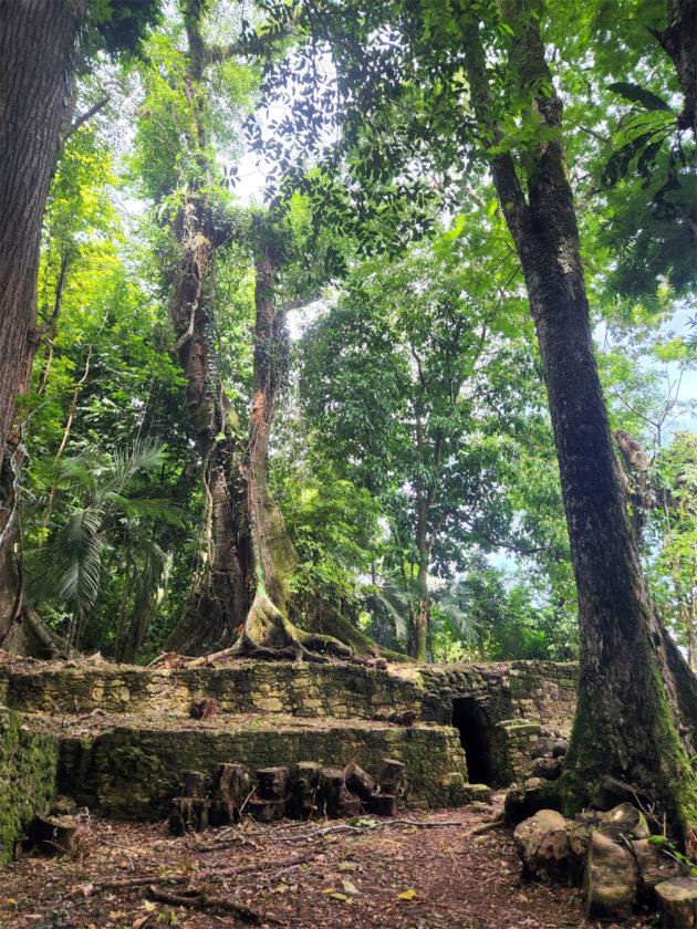 selva de palenque