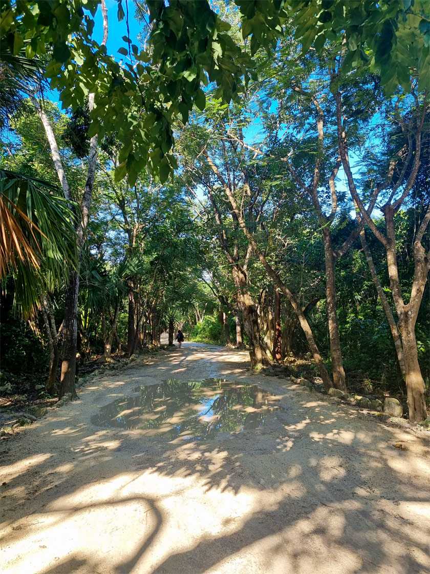 road cenote jardin del eden