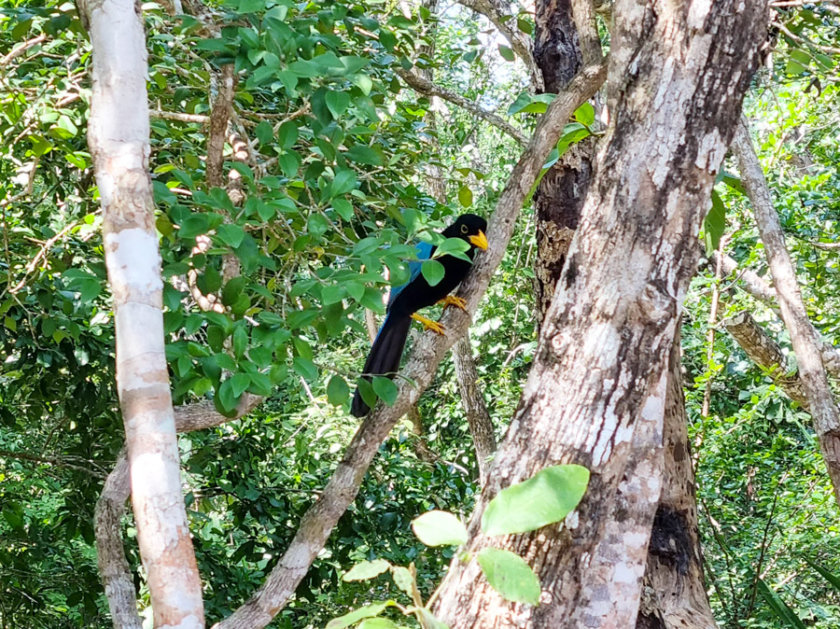 Yucatan Jay