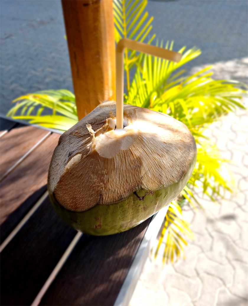 coconut-playa-del-carmen