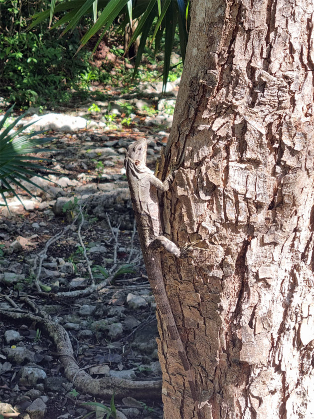 iguana cenote jardin del eden