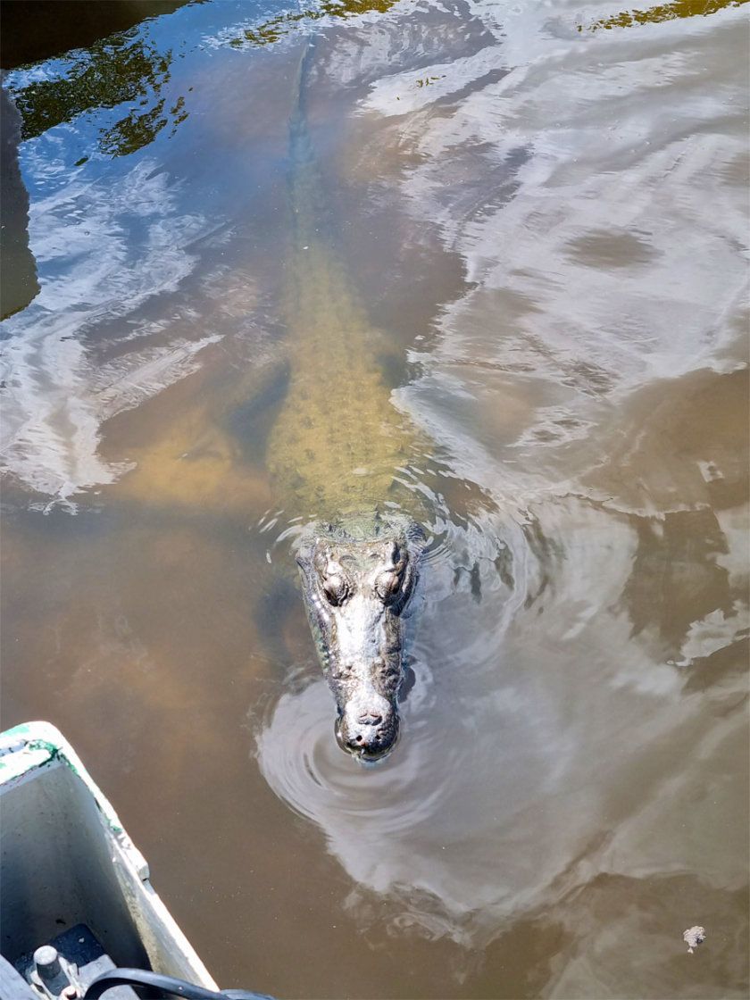 crocodile laguna colombia cozumel