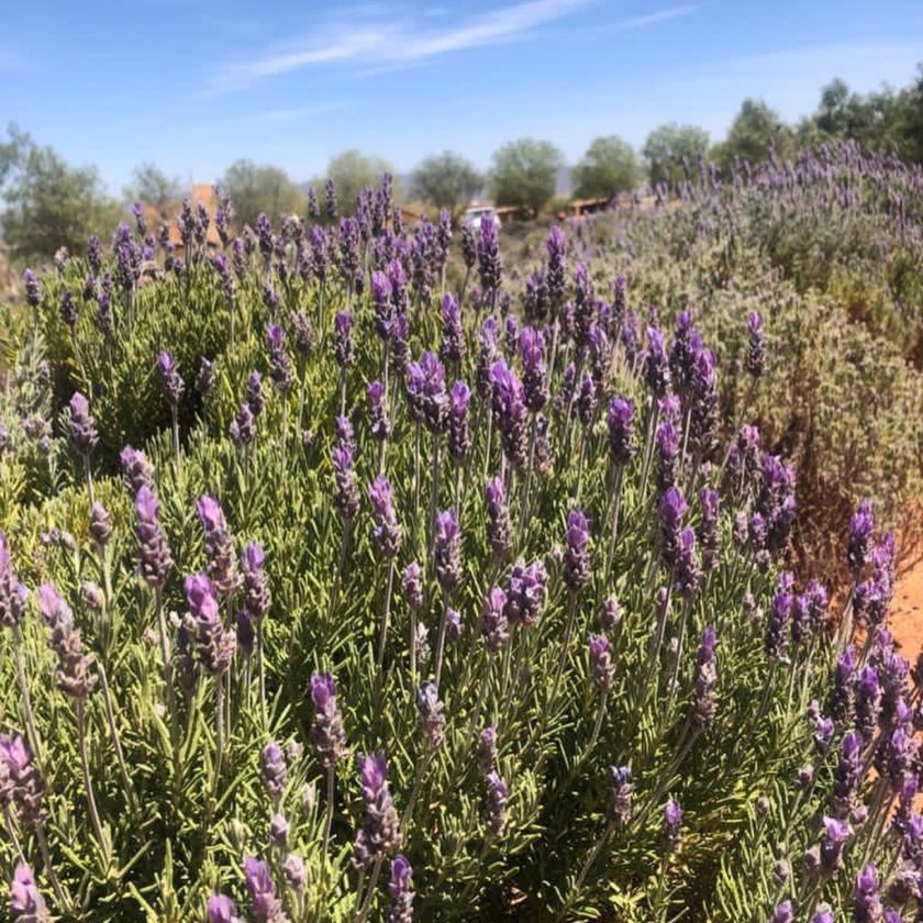 rancho lavanda mineral de pozos