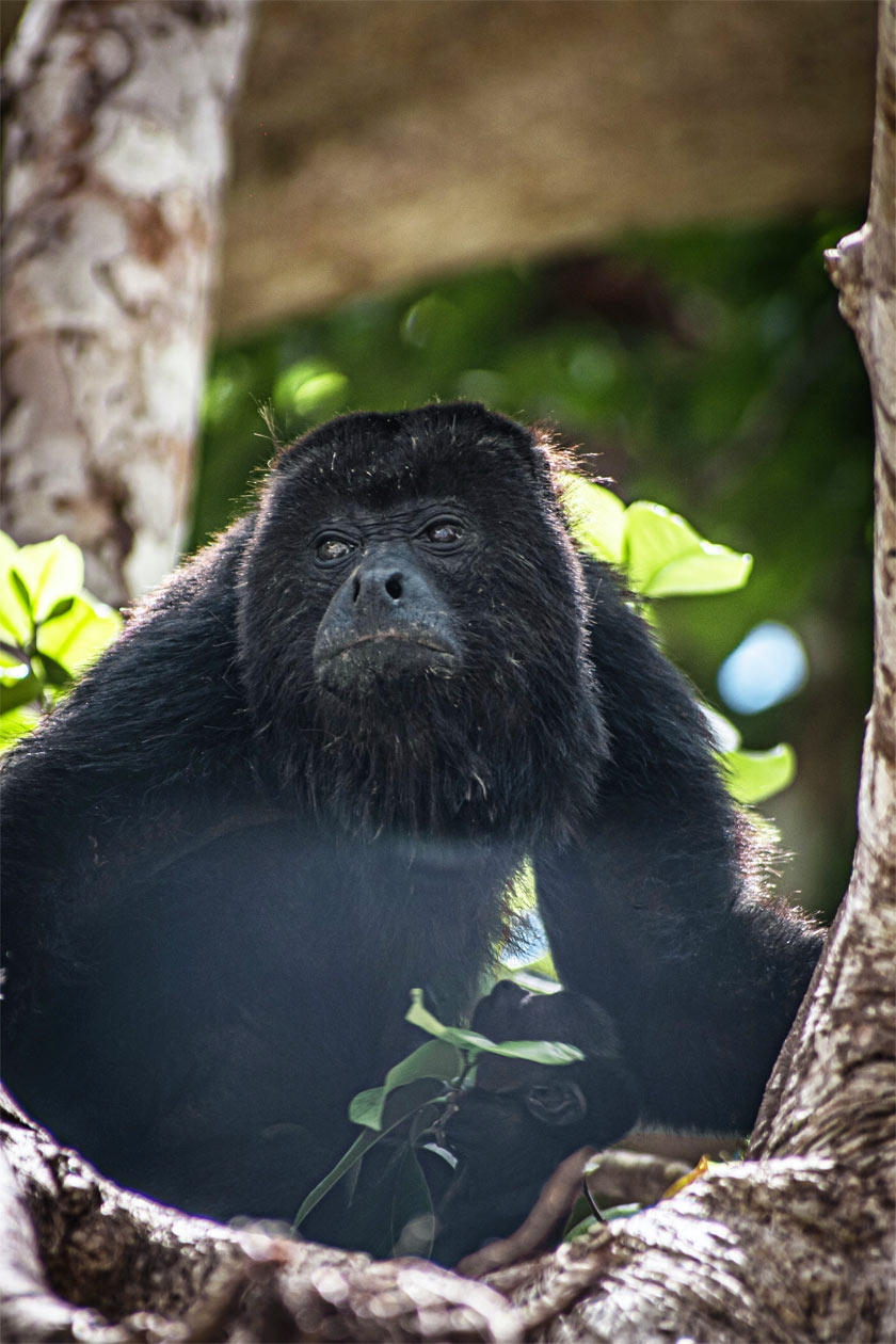 monkey calakmul